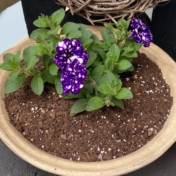 Meet your Posher, Jen - Picture 7 of 16